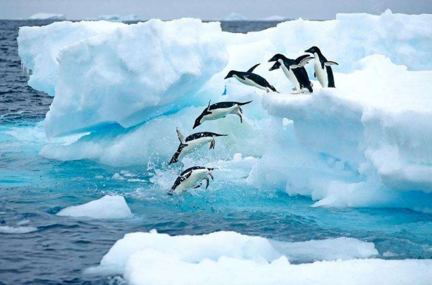 【纯美南极】纯美南极摄影16天璀璨之旅